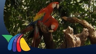 Guacamaya Roja en peligro de extinción