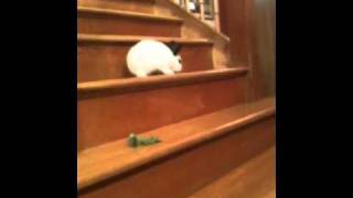 Funny rabbit accident