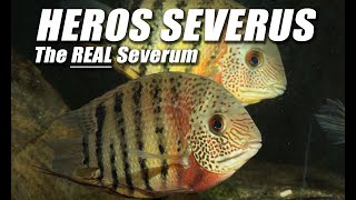 Species Spotlight | Heros Severus (Severum)