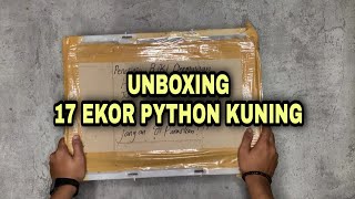 Unboxing ular albino❗❗