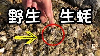 【赶海二哥】二哥来对面海岸赶海，礁石上全是野生海蛎子生蚝！一次撬半桶，朋友都说赚大了