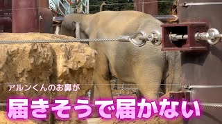 あともう少しで届きそう…【‎2025年‎2月12日】【上野動物園】アジアゾウ