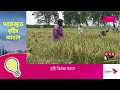 ঝড় বৃষ্টির শঙ্কায় কুড়িগ্রামের কৃষকরা kurigram news paddy rice price somoy tv