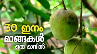 ഒരു മാവിൽ നിന്ന് 30 ഇനം മാങ്ങകൾ | അബ്‌ദു പൊയിലിന്റെ വിശേഷങ്ങൾ