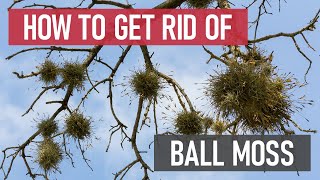 How to Get Rid of Ball Moss [DIY Weed Management]