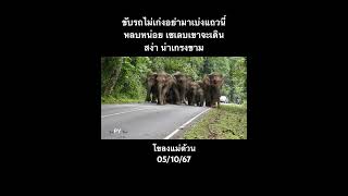 โขลงแม่ด้วน น้องเวหาล่าสุด #เทรนด์วันนี้ #elephant #thaielephant #ช้างป่า #ช้างป่าเขาใหญ่ #แม่ด้วน