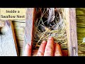 A Look Inside A Tree Swallow Nest