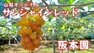 赤い宝石!!今年注目のサンシャインレッド 2023 阪本園 甲州市 ぶどう | sunshine red ｜山梨観光スポット