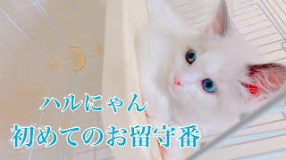 【子猫】初めてのお留守番【ラグドール 】