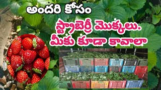 strawberry saplings distribution/garden meets /స్ట్రాబెర్రీ మొక్కలు మీకు కావాలా dont miss