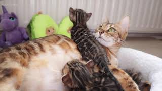 Mother Cat Nurses her Cute and Hungry Kittens