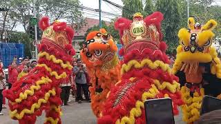 Seruu!!!... Atraksi 4 Barongsai lincah yang menghibur