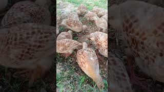 Partridge #teetarkiawazfemale #birds