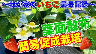 元肥だけ与えればいいじゃない？？葉面散布の必要性！！我が家の簡易促成栽培成長記録動画シリーズ〜