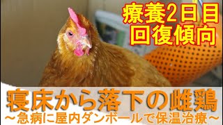 寝床から落下の若雌鶏～急病で倒れたニワトリを屋内ダンボールハウスで保温治療2日目～