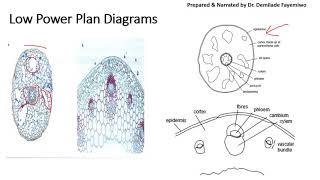 Tips for Microscopy Drawings in CIE Biology paper 3