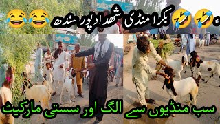 BAKRA MANDI SHAHDADPUR | Latest Updates Today