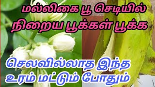 மல்லிகை பூ செடி வளர்ப்பு/malligai poo chedi valarpu/jasmine growing at home in tamil/Gk homely tips