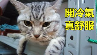 【小南瓜家族】三小虎：開冷氣睡覺真舒服！小南瓜睡哪裡去了？