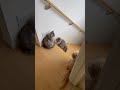 おじさんのトイレの出待ちをする猫親子🐱