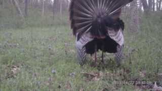 Wild Turkey Tom Displaying Up Close!