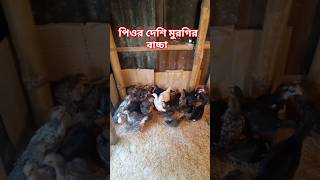 পিওর দেশি মুরগির বাচ্চা এগুলো। #deshi #murgi #poultry #chicken #farming #youtube #shorts #video