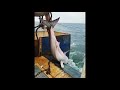 Great White Shark Caught off RI Beach