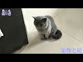 【宠物之道】公猫见到生完猫宝宝的母猫，激动地上前打招呼，结果令人笑翻