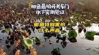 水下实测：人多的时候不好钓鱼？原来鲫鱼如此害怕开关车门的声音~分享钓鱼知识