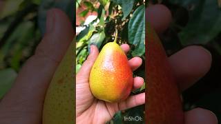 ആദ്യമായി പിയർ ഫ്രൂട്ട് കഴിച്ചപ്പോൾ #pearfruit #pear #fruitshorts #shorts #shortsfeed #apple #viral