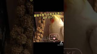 粟穂をパリパリ食べるちきおさん#ASMR#オカメインコ