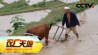 《农广天地》味美俏瑶鸡 香甜红心果 20190410 | CCTV农业