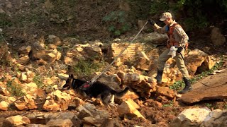 Conheça Scott, cão de busca e salvamento que auxilia os bombeiros em operações de resgate em N Mutum