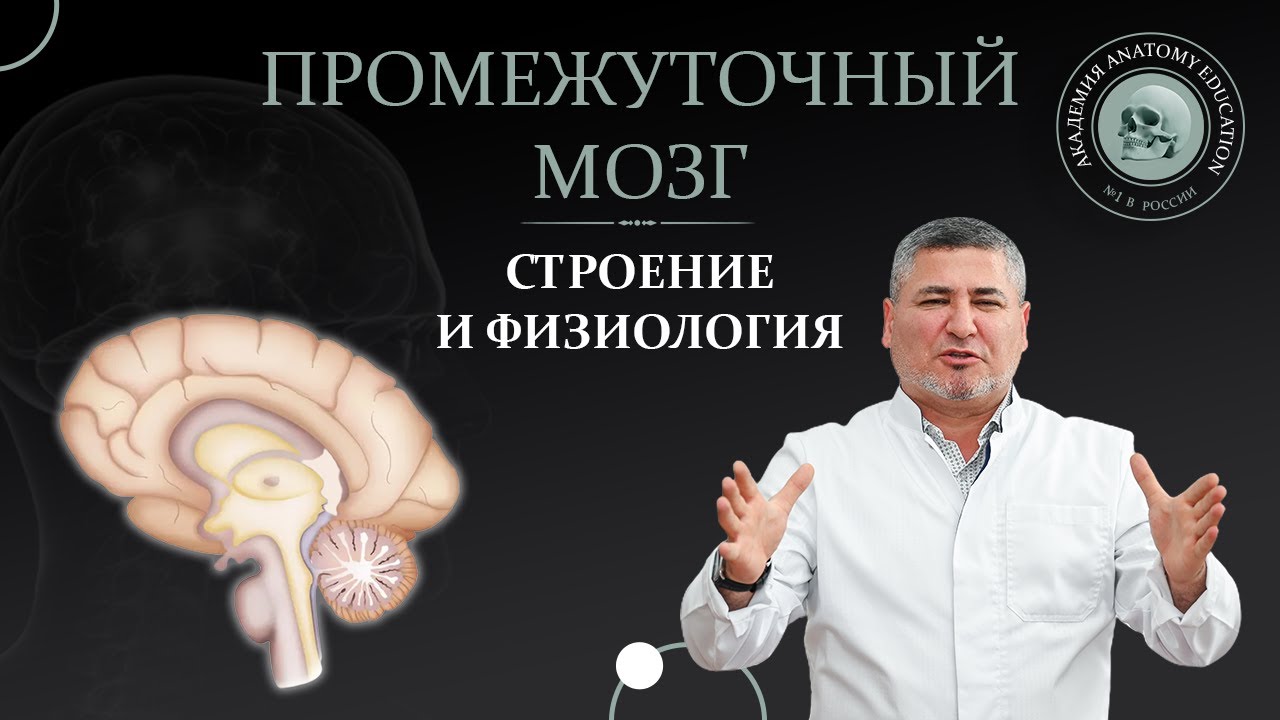 Промежуточный мозг. Строение и физиология. Structure And Physiology Of ...