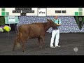 940 milking shorthorn aged cow