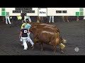 940 milking shorthorn aged cow