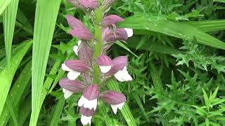 Honey bee exploring bear's breeches (Acanthus) flower