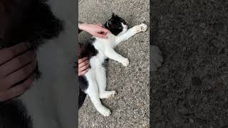 【伏見稲荷】触りたい放題のハチワレ猫ノノカ　A cat you can touch as much as you want