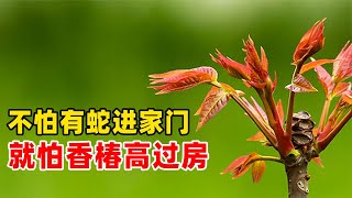 不怕毒蛇进家门，就怕香椿高过房，为什么香椿比毒蛇还可怕 1 vid