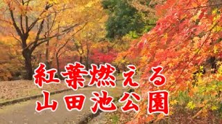 紅葉燃える山田池公園 名所 枚方市大阪府2021