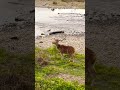 deer in nepal #nature #nepal #jungle #fun #trendingshorts #trending #deer#shorts