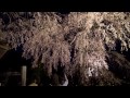 駒ヶ根市光前寺　枝垂れ桜のライトアップ