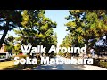 【4K】Walk around Soka Matsubara. Saitama 埼玉 獨協大学前駅 草加松原 周辺を散歩 松並木 (Nov.2020)