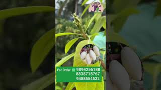 உலக புகழ் பெற்ற தாய்லாந்தின் நாம்டாக் White மாமரங்கள் பூக்களுடன் fruiting stage-ல் கிடைக்கும்