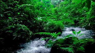 Mysterious Forest Sounds, Beautiful River Sounds for Sleep for Stress Reliever for Study for Relax