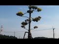 約50年に一度咲く花　リュウゼツラン　the flowers blooming once in about 50 years　agave　maguey　century plant