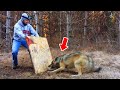 Man Risks His Life to Free This Trapped Wolf, What The Wolf Did Next Left Him in Shock!