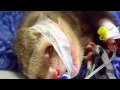 Amazing Ferret rescue