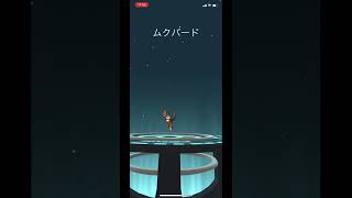 ポケモンGOでムックルからムクバードに進化！