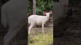 សត្វឈ្លូសពណ៌សនៅភ្នំតាម៉ៅ #deer #ឈ្លូស #ក្ដាន់ #ប្រើស #animals #wildlife #wildanimal #whitedeer